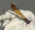 Calopteryx haemorrhoidalis